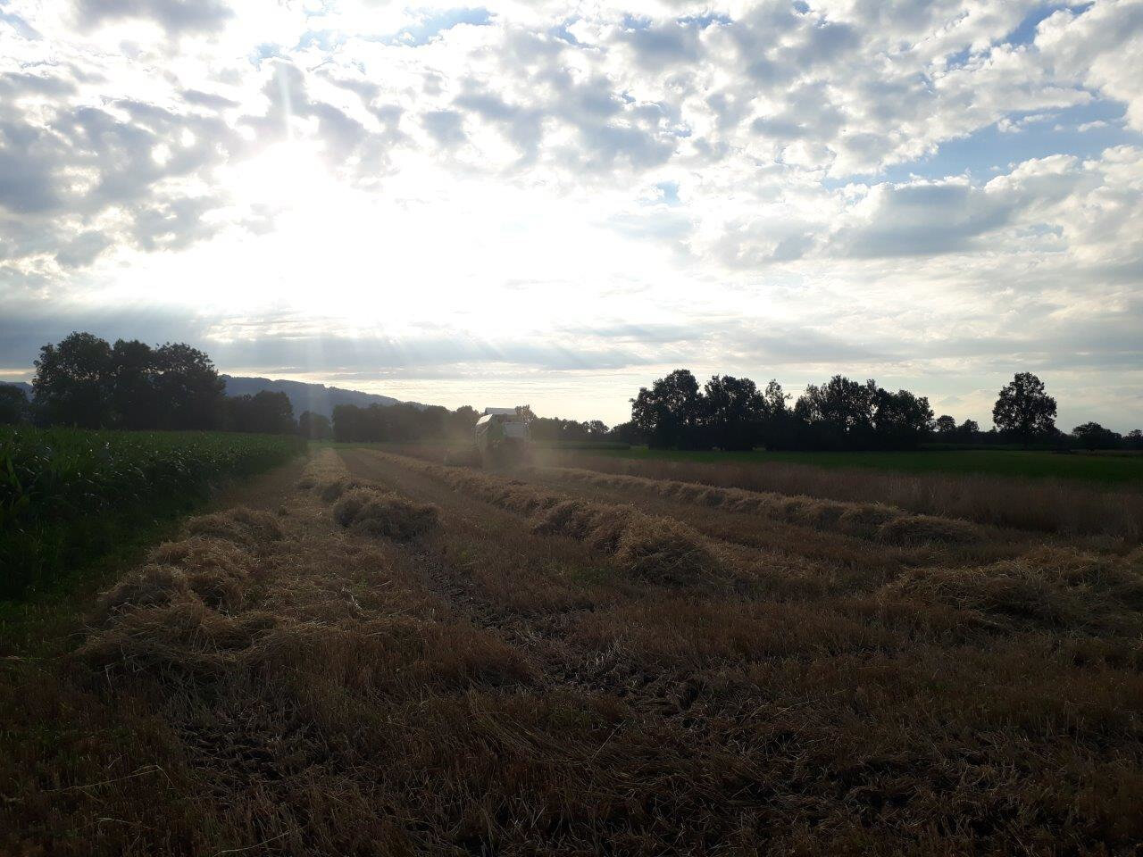 gemähtes Feld